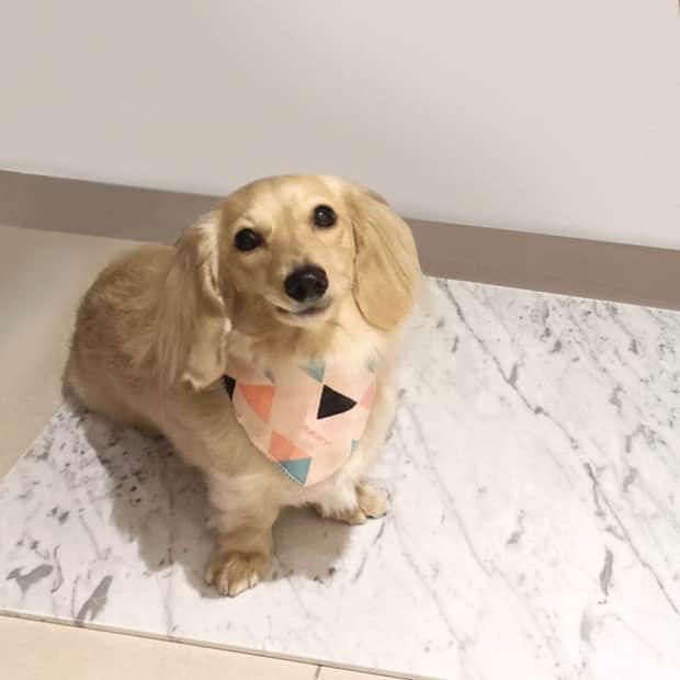 大理石寵物散熱墊