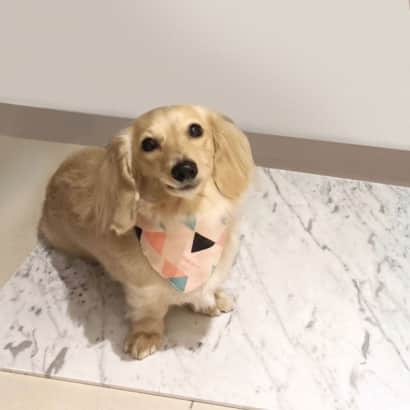 大理石寵物散熱墊 大理石寵物散熱墊